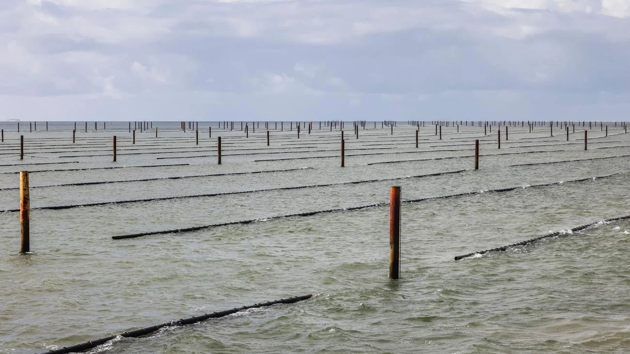 Aquaculture: The Fascinating Secrets of Cultivating Sea Pearls