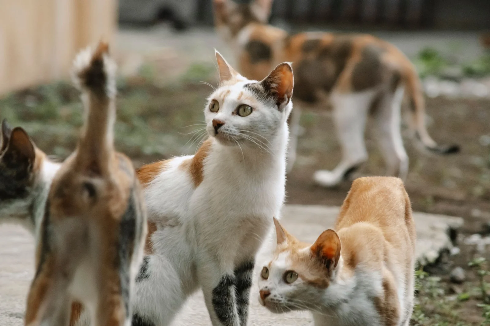 The Secret Language of Cats: Are We Not Smart Enough?