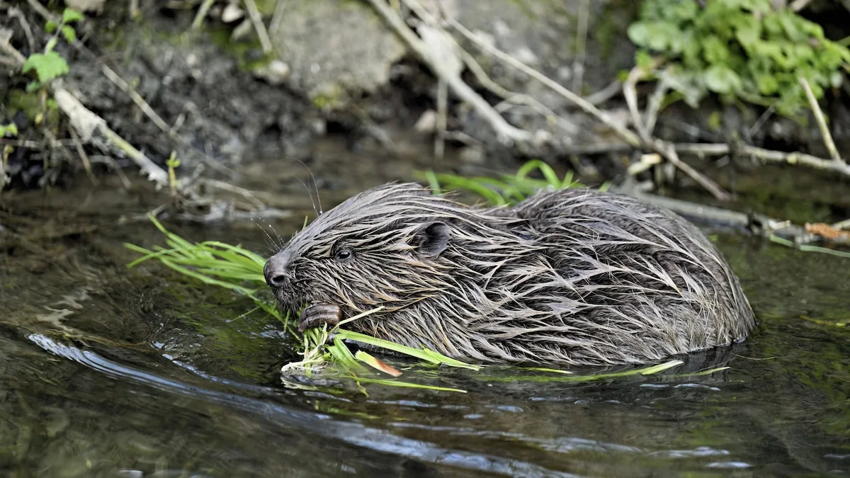 Major Changes at the Port: A Trap for Beavers with an Electric Fence