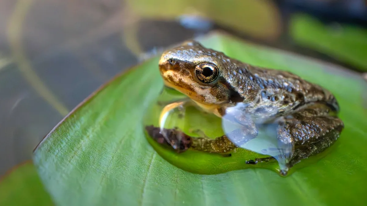 The Hidden Secrets in the Phrase "Where the Frog Has Hair"